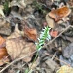 Spiranthes ovalis leaf picture by Taylor Shook (cc-by-sa)