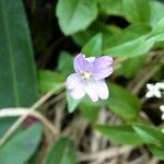 Epilobium duriaei flower picture by huy HO (cc-by-sa)