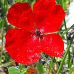 Papaver apulum flower picture by dimitris log (cc-by-sa)