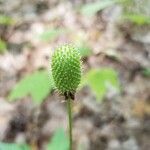 Anemone virginiana fruit picture by Catalin Gruia (cc-by-sa)