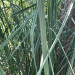 Cortaderia selloana leaf picture by vert ros montserrat (cc-by-sa)