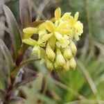 Epidendrum zipaquiranum flower picture by Gabriel Ollivier (cc-by-sa)