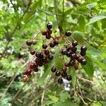 Sambucus nigra fruit picture by Cristina (cc-by-sa)