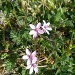 Erodium cicutarium (l.) l'hér. habit picture by Caroline CHANU (cc-by-sa)