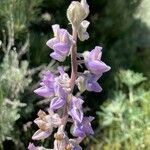 Lupinus sericeus flower picture by Ashley Scholer (cc-by-sa)