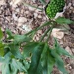 Dracunculus vulgaris fruit picture by Antonelli Antonella (cc-by-sa)