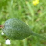 Narcissus poeticus fruit picture by Llandrich anna (cc-by-sa)