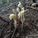 Monotropa hypopitys habit picture by Tim Vincent (cc-by-sa)