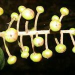 Souroubea sympetala fruit picture by Nelson Zamora Villalobos (cc-by-nc)