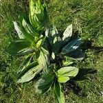 Gentiana lutea leaf picture by alain baggi (cc-by-sa)