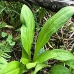 Plantago eriopoda leaf picture by Joseph Littlehorn (cc-by-sa)