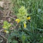 Rhinanthus glacialis flower picture by Jean Gauberti (cc-by-sa)