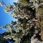 Arctostaphylos glauca habit picture by Mariela Taylor (cc-by-sa)