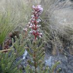 Erica silvatica leaf picture by Fabien Anthelme (cc-by-sa)