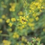 Bupleurum fruticescens flower picture by Antonio Serrano (cc-by-sa)