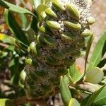 Banksia marginata fruit picture by Daniel Grixti-Cheng (cc-by-sa)