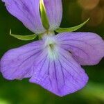 Viola rupestris flower picture by César Gonzalez (cc-by-sa)