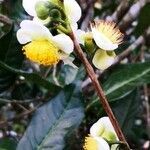 Camellia sinensis flower picture by Dieter Albrecht (cc-by-sa)