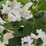 Lagerstroemia speciosa flower picture by narendra chaudhari (cc-by-sa)