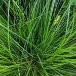 Carex vulpinoidea leaf picture by R Benson (cc-by-sa)