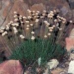 Armeria leucocephala habit picture by Daniel Barthelemy (cc-by-nc)