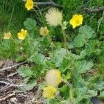 Geum montanum habit picture by Helmut Sattmann (cc-by-sa)