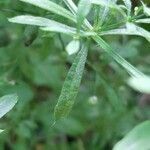 Galium triflorum leaf picture by Guillaume Legendre (cc-by-sa)