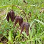 Fritillaria affinis flower picture by Ethan Greer (cc-by-sa)