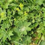 Alchemilla xanthochlora habit picture by Guy DR (cc-by-sa)