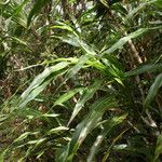 Cordyline mauritiana habit picture by E. Mouysset (cc-by-sa)