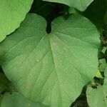 Aristolochia macrophylla leaf picture by TimmBr (cc-by-sa)