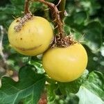 Solanum linnaeanum fruit picture by Gaetano Pascolla (cc-by-sa)