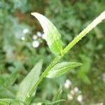 Erigeron strigosus leaf picture by Robert Breeding (cc-by-sa)