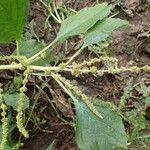 Amaranthus blitum habit picture by Yoan MARTIN (cc-by-sa)