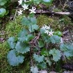 Saxifraga rotundifolia habit picture by Cristian Zanella Cristian Zanella (cc-by-sa)