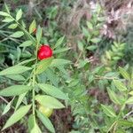 Ruscus aculeatus fruit picture by Estaun Esperanza (cc-by-sa)