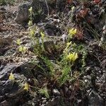 Linaria supina habit picture by Daniel Bourget (cc-by-sa)