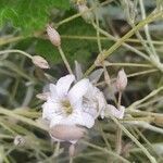 Gypsophila elegans flower picture by флора 🌺 (cc-by-sa)