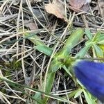 Gentiana angustifolia leaf picture by julie dzialoszynski (cc-by-sa)