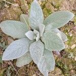 Verbascum thapsus leaf picture by Thomas Thomas Kasten (cc-by-sa)