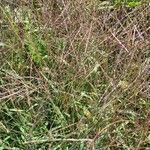 Digitaria sanguinalis habit picture by Rudolf Eberli (cc-by-sa)