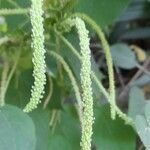 Acalypha plicata flower picture by Trap Hers (cc-by-sa)