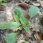 Salvia lyrata leaf picture by Aaron Jenkins (cc-by-sa)