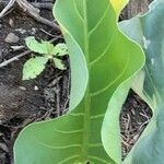 Synandrospadix vermitoxicus leaf picture by Trap Hers (cc-by-sa)