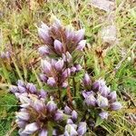 Gentianella ramosa flower picture by Luca Favorido (cc-by-sa)