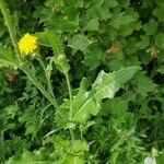 Sonchus arvensis leaf picture by ar lima (cc-by-sa)