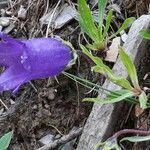 Campanula alpestris habit picture by Daniel Barthelemy (cc-by-sa)