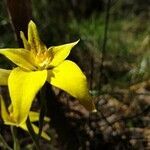 Caladenia flava flower picture by Daniel Ridley (cc-by-sa)