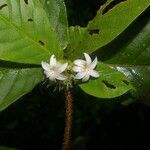 Duroia costaricensis flower picture by Nelson Zamora Villalobos (cc-by-nc)