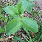 Vicia faba leaf picture by Guy Argot (cc-by-sa)